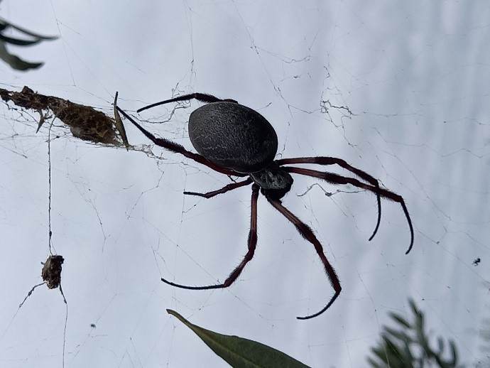 Another ally, the Golden Orb Spider